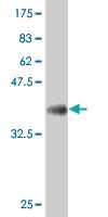 Anti-SOX9 Mouse Monoclonal Antibody [clone: 3C10]