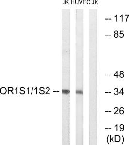 Western blot analysis of lysates from Jurkat and HUVEC cells using Anti-OR1S1 + OR1S2 Antibody. The right hand lane represents a negative control, where the antibody is blocked by the immunising peptide