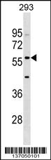 Anti-IFIT2 Rabbit Polyclonal Antibody