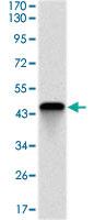 Anti-TNNT2 Mouse Monoclonal Antibody [clone: 2F12G2]