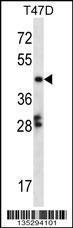 Anti-GABPB1 Rabbit Polyclonal Antibody (APC (Allophycocyanin))