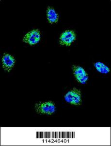 Anti-FLNA Rabbit polyclonal antibody