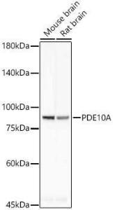 Antibody A309438-100 100 µl