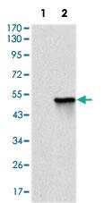 Anti-TNNT2 Mouse Monoclonal Antibody [clone: 2F12G2]