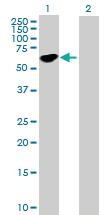 Anti-STAU1 Mouse Polyclonal Antibody