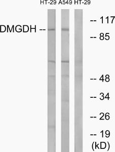 Western blot analysis of lysates from HT-29 and A549 cells using Anti-DMGDH Antibody. The right hand lane represents a negative control, where the antibody is blocked by the immunising peptide