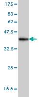 Anti-NDN Mouse Monoclonal Antibody [clone: 1B3]