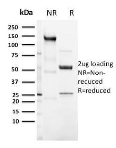 Antibody A253687-100 100 µg