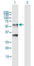 Anti-LIPH Mouse Polyclonal Antibody