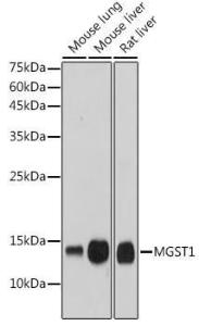 Western blot analysis of extracts of various cell lines, using Anti-MGST1 Antibody [ARC2550] (A307955) at 1:1000 dilution