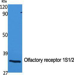 Western blot analysis of various cells using Anti-OR1S1 + OR1S2 Antibody