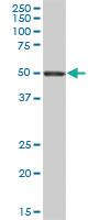 Anti-LIPH Mouse Polyclonal Antibody