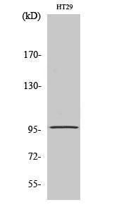 Western blot analysis of various cells using Anti-DMGDH Antibody