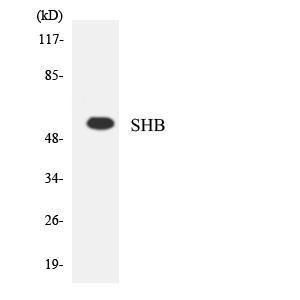 Western blot analysis of the lysates from HUVEC cells using Anti-SHB Antibody