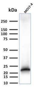 Antibody A253687-100 100 µg