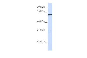 Anti-MANEA Rabbit Polyclonal Antibody