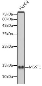 Western blot analysis of extracts of HepG2 cells, using Anti-MGST1 Antibody [ARC2550] (A307955) at 1:1000 dilution