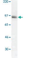 Anti-STAT3 Rabbit Polyclonal Antibody