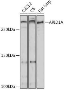 Western blot analysis of extracts of various cell lines, using Anti-ARID1A Antibody (A306631) at 1:500 dilution