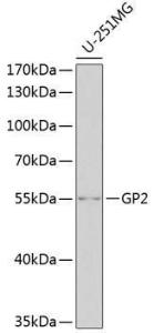 Western blot analysis of extracts of U-251MG cells, using Anti-GP2 Antibody (A11969) at 1:1000 dilution