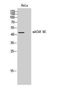 Western blot analysis of HeLa cells using Anti-CHRM2 Antibody