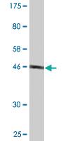 Anti-FAM3C Mouse Monoclonal Antibody [clone: 3A3]