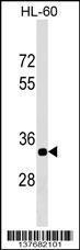 Anti-ERAL1 Rabbit Polyclonal Antibody (FITC (Fluorescein Isothiocyanate))