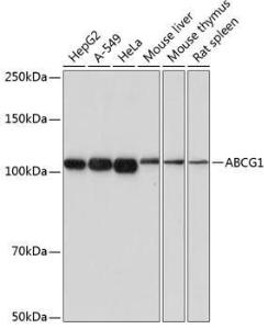 Western blot analysis of extracts of various cell lines, using Anti-ABCG1 Antibody [ARC0336] (A306633) at 1:1,000 dilution