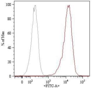 Surface staining (flow cytometry) of HUVEC (human umbilical vein endothelial cells) with Anti-CD105 Antibody (A85498). Total viable cells were used for analysis