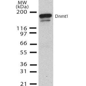 Western blot analysis of human H1299 cell lysate showing detection of DNMT1 protein using Anti-DNMT1 Antibody [60B1220.1] (A304715) at 1:1,000