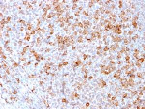 Immunohistochemical analysis of formalin-fixed, paraffin-embedded human tonsil using Anti-CD3 epsilon Antibody [C3e/3171R]