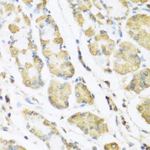 Immunohistochemistry analysis of paraffin-embedded human stomach using Anti-Motilin Antibody (A11970) at a dilution of 1:100 (40X lens). Perform microwave antigen retrieval with 10 mM PBS buffer pH 7.2 before commencing with IHC staining protocol