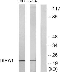 Western blot analysis of lysates from HeLa and HepG2 cells using Anti-DIRA1 Antibody. The right hand lane represents a negative control, where the antibody is blocked by the immunising peptide.