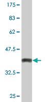 Anti-SNX3 Mouse Monoclonal Antibody [clone: 3A9]