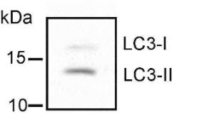 Anti-BMAL1 Rabbit Polyclonal Antibody