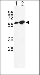 Anti-GABRA2 Rabbit Polyclonal Antibody (APC (Allophycocyanin))