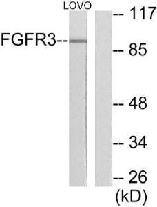 Antibody anti-FGFR3 100 µg