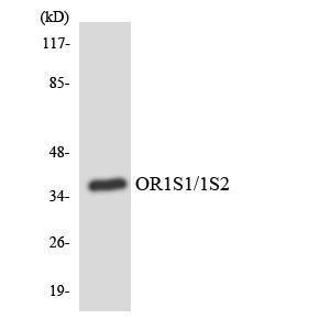 Western blot analysis of the lysates from HUVEC cells using Anti-OR1S1 + OR1S2 Antibody