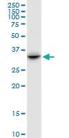 Anti-CENPV Mouse Polyclonal Antibody