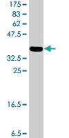 Anti-KYNU Mouse Polyclonal Antibody