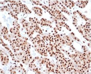 Immunohistochemical analysis of formalin-fixed, paraffin-embedded human tonsil tissue using Anti-PCNA Antibody [PCNA/6580]