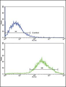 Anti-DDR2 Rabbit polyclonal antibody