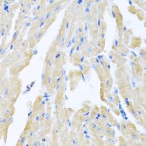 Immunohistochemistry analysis of paraffin-embedded mouse heart using Anti-Motilin Antibody (A11970) at a dilution of 1:100 (40X lens). Perform microwave antigen retrieval with 10 mM PBS buffer pH 7.2 before commencing with IHC staining protocol