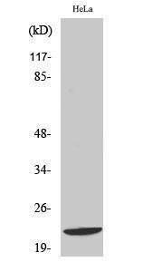 Western blot analysis of various cells using Anti-DIRA1 Antibody