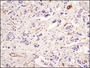 Anti-NPY Rabbit Monoclonal Antibody [clone: 13G53]