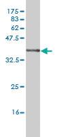 Anti-NDN Mouse Monoclonal Antibody [clone: 3B9]