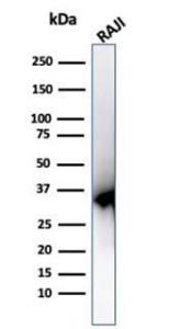 Western blot analysis of Raji cell line lysate using Anti-PCNA Antibody [PCNA/6580]