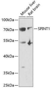 Antibody anti-SPINT1 100 µl