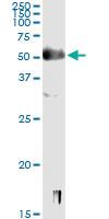 Anti-SOX9 Antibody Pair