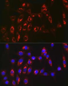 Immunofluorescence analysis of NIH/3T3 cells using Anti-MGST1 Antibody [ARC2550] (A307955) at a dilution of 1:100 (40x lens). DAPI was used to stain the cell nuclei (blue)